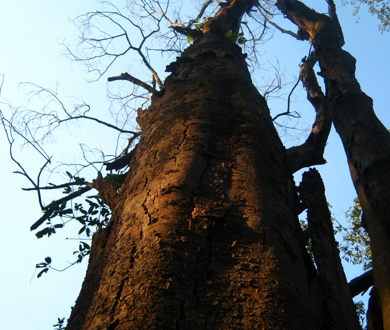 sterbender Baum