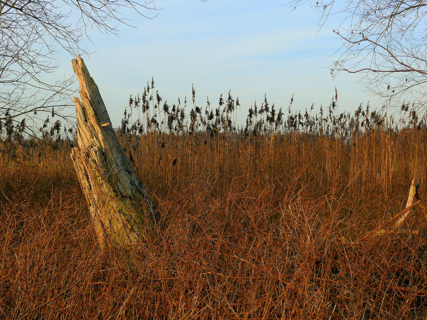 Sterbender Baum