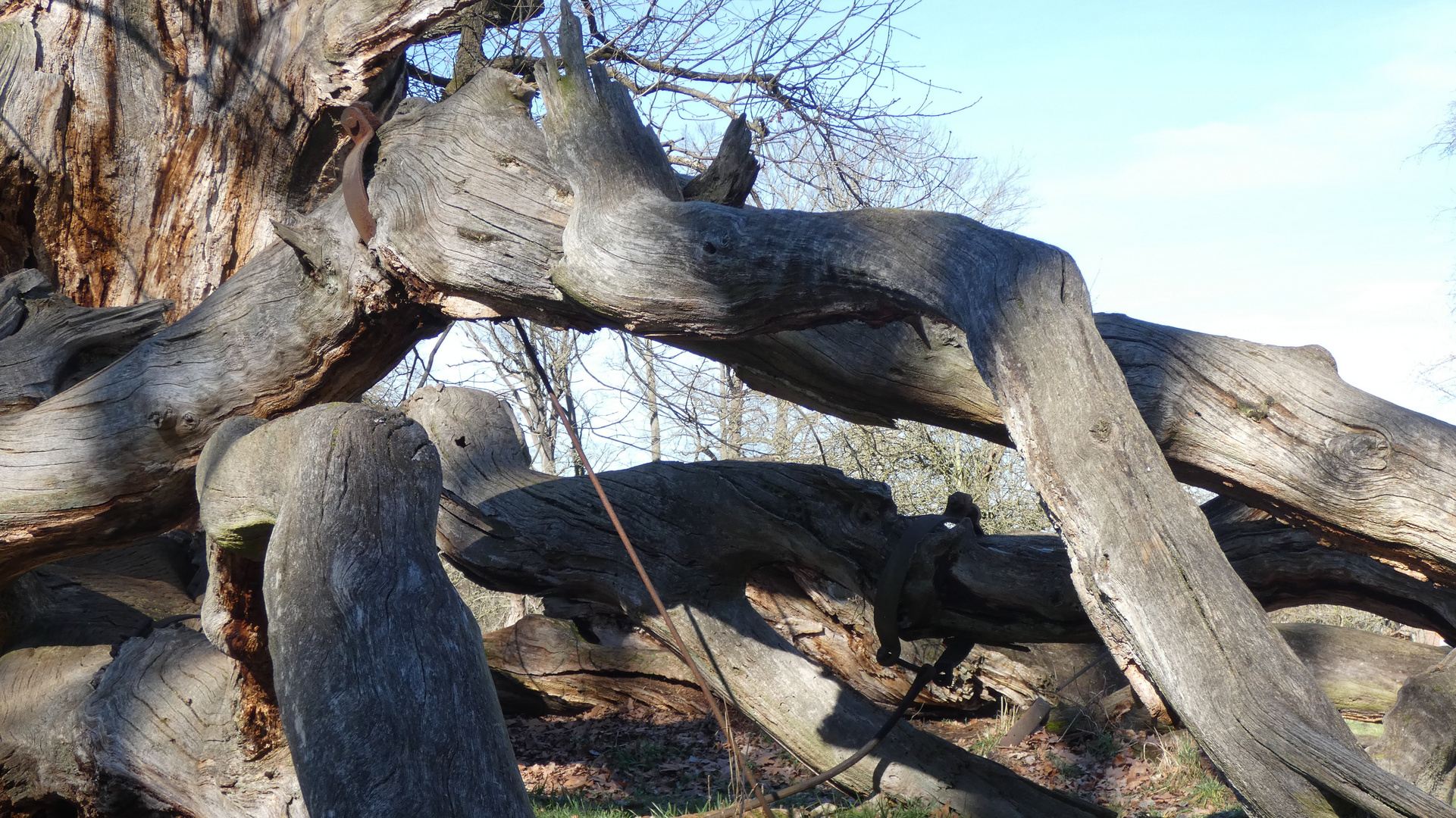 sterbender Baum im Schlosspark Sacrow 