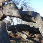 sterbender Baum im Schlosspark Sacrow 