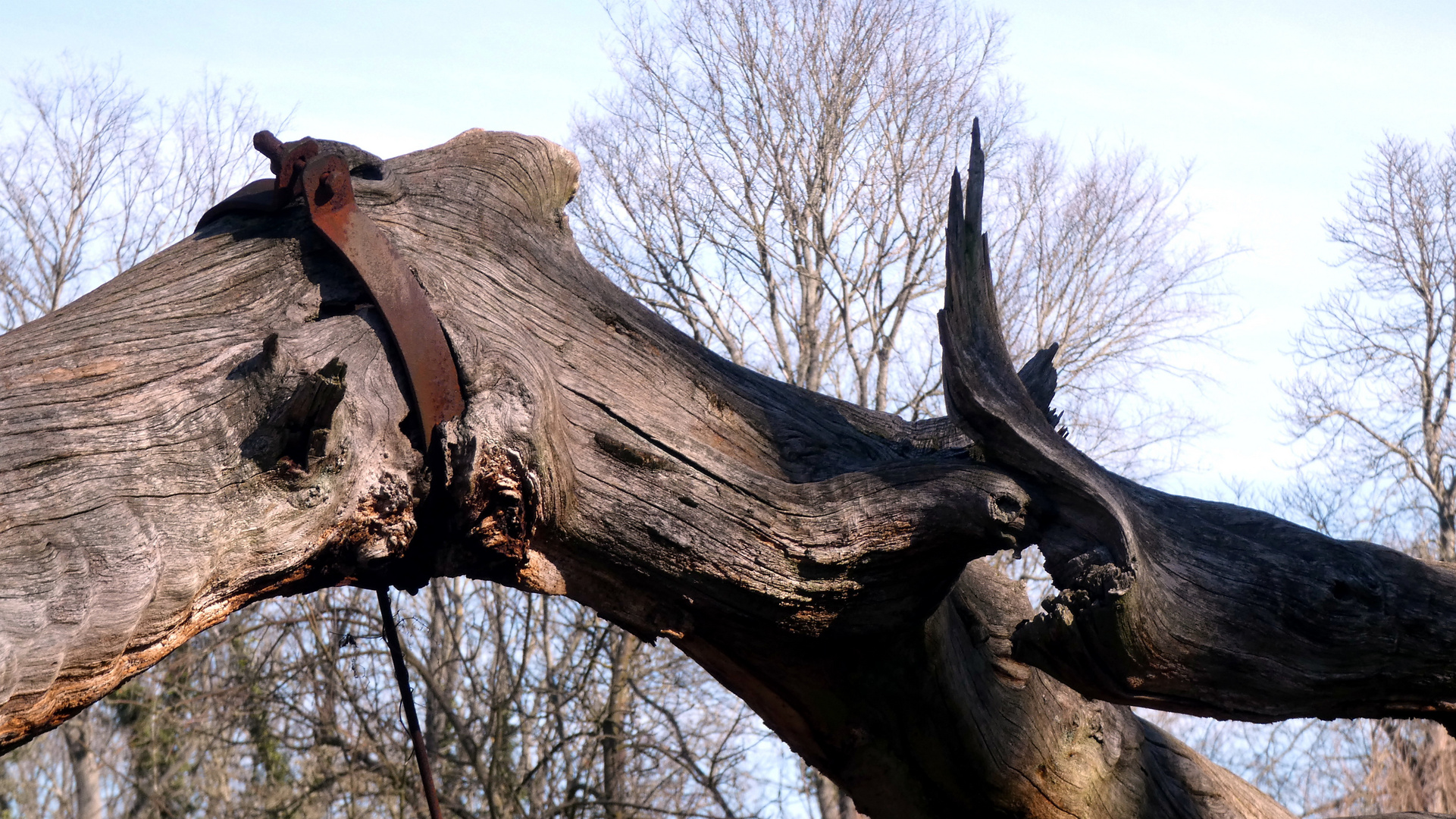 sterbender Baum mit Halterung