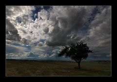 sterbender baum vor klimakatastrophenhimmel