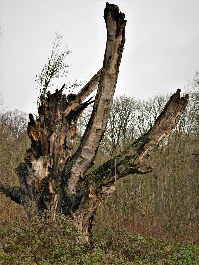 sterbender Gigant