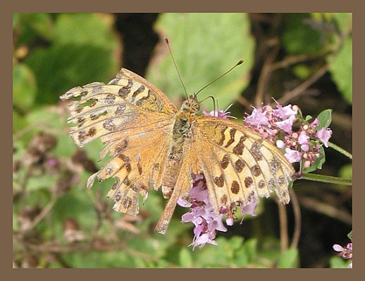 Sterbender Schmetterling