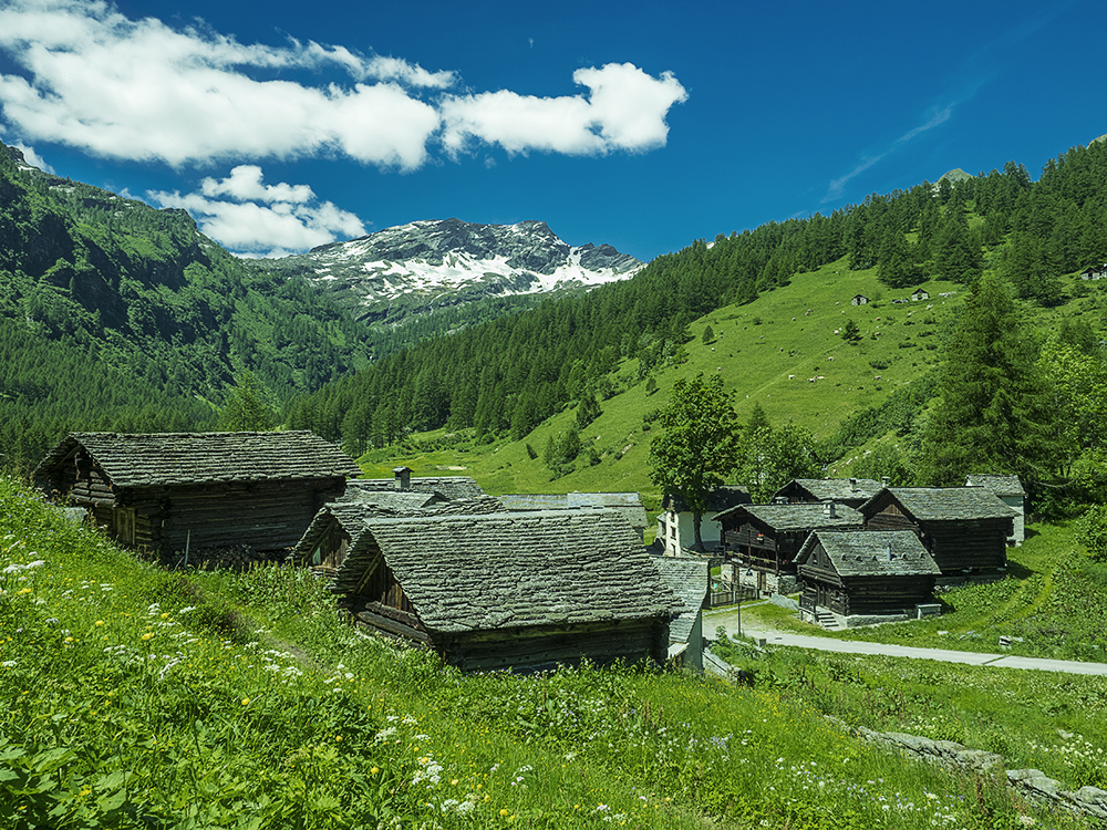 Sterbendes Bosco Gurin