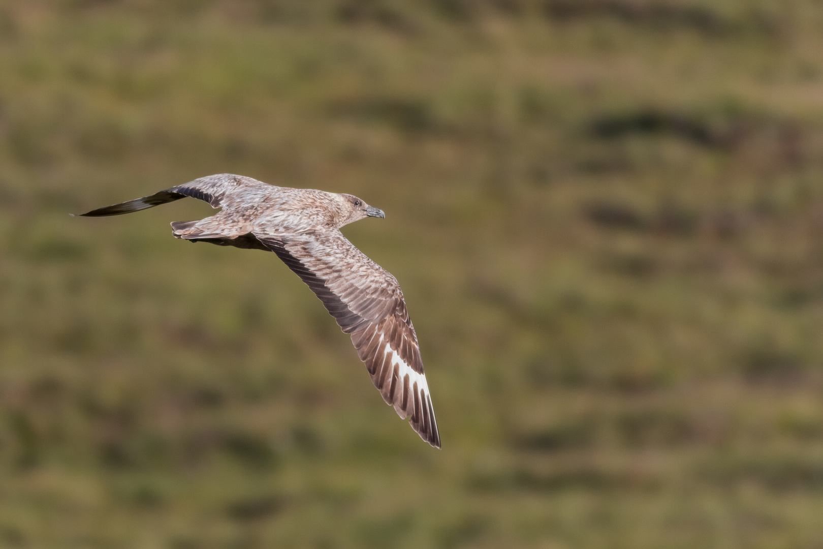 Stercorarius skua