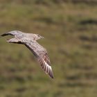 Stercorarius skua