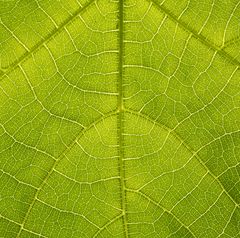 Sterculia colorata