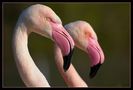 Flamingos