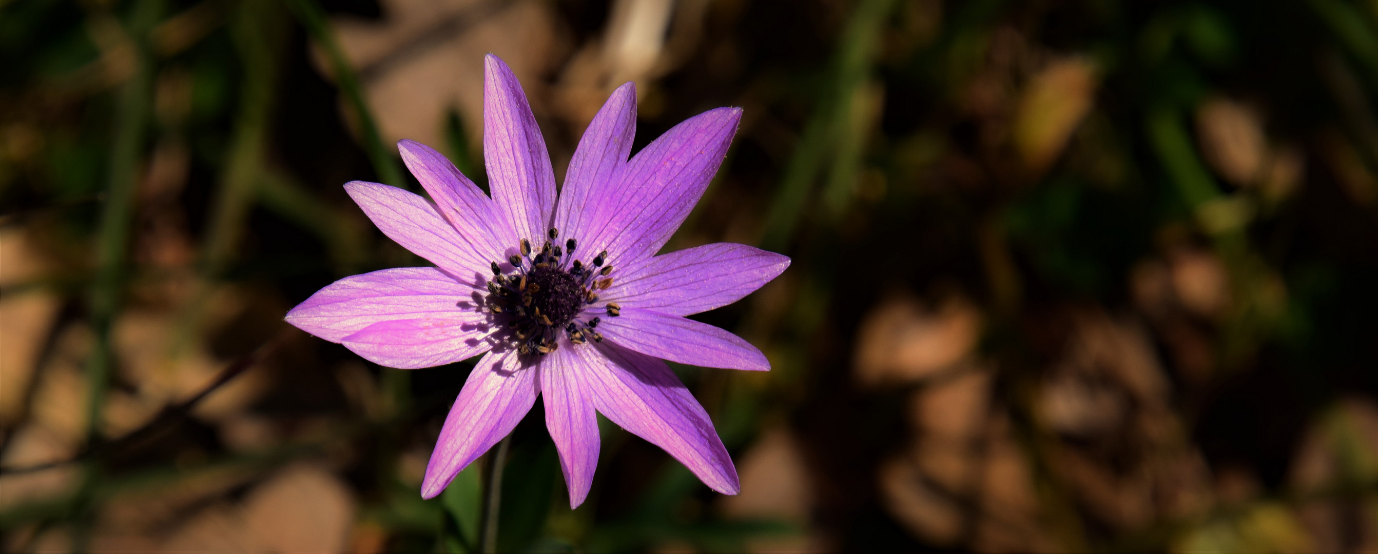 Stern Anemone