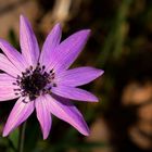 Stern Anemone