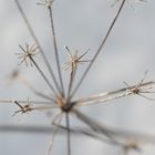 Stern auf Schnee