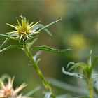 Stern-Flockenblume (Centaurea calcitrapa)...