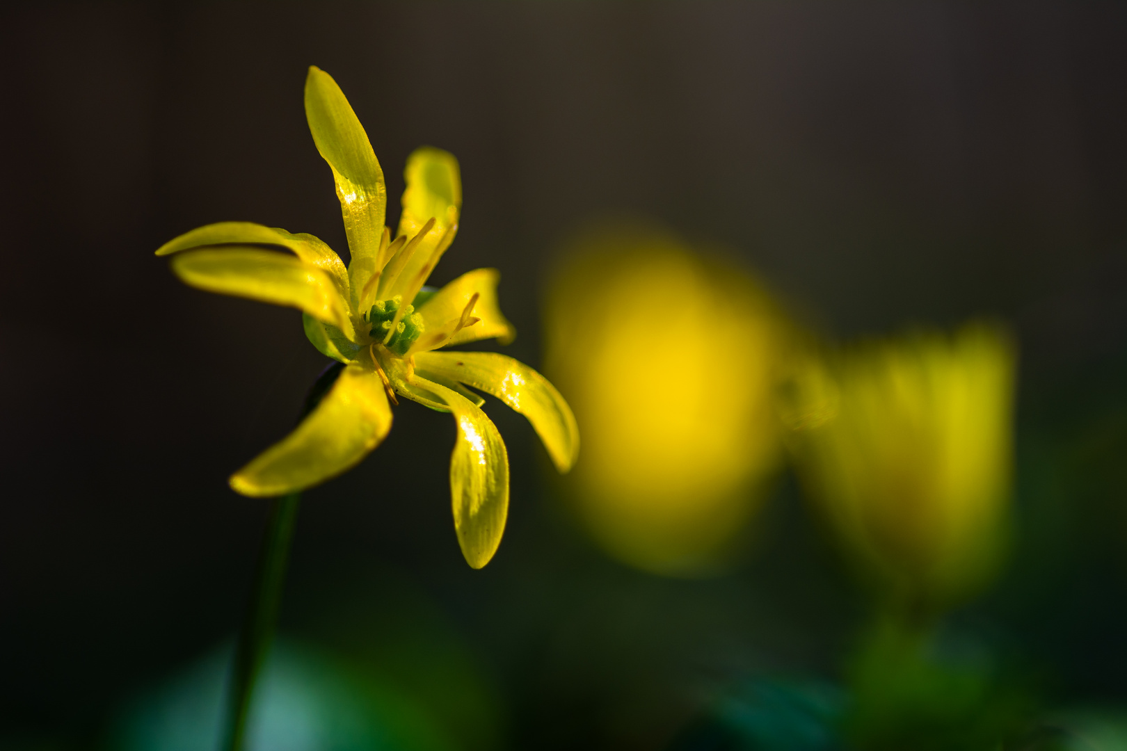 pflanzen für den frühling