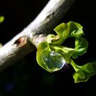 Stern-Ginkgo