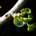 Stern-Ginkgo