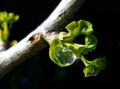 Stern-Ginkgo