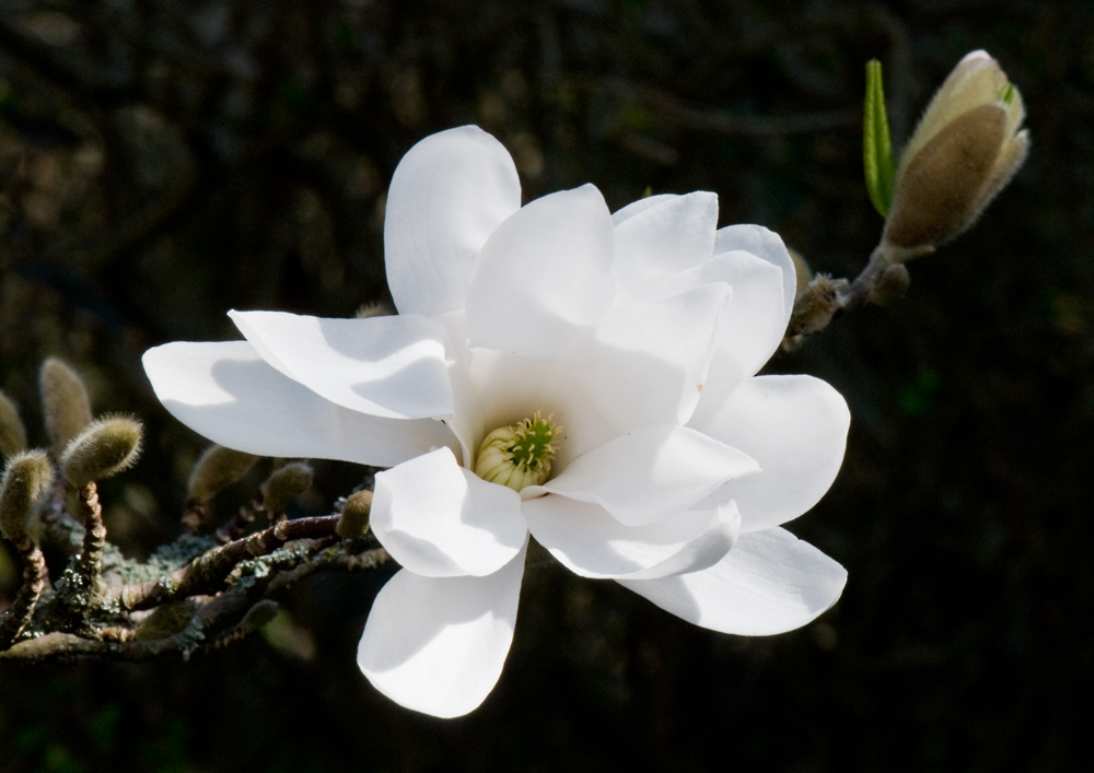 stern magnolia