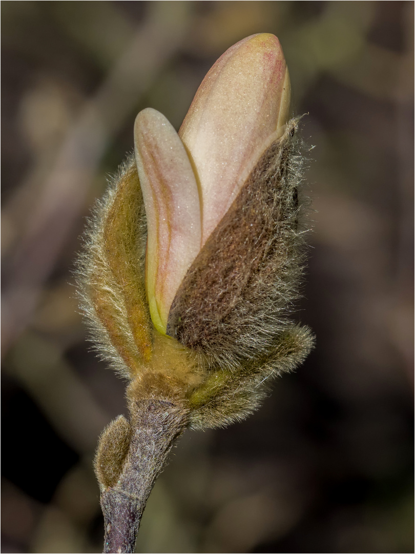 Stern-Magnolie - Aufbrechen des ersten Kelchblattes