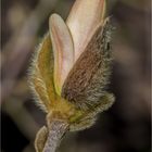 Stern-Magnolie - Aufbrechen des ersten Kelchblattes