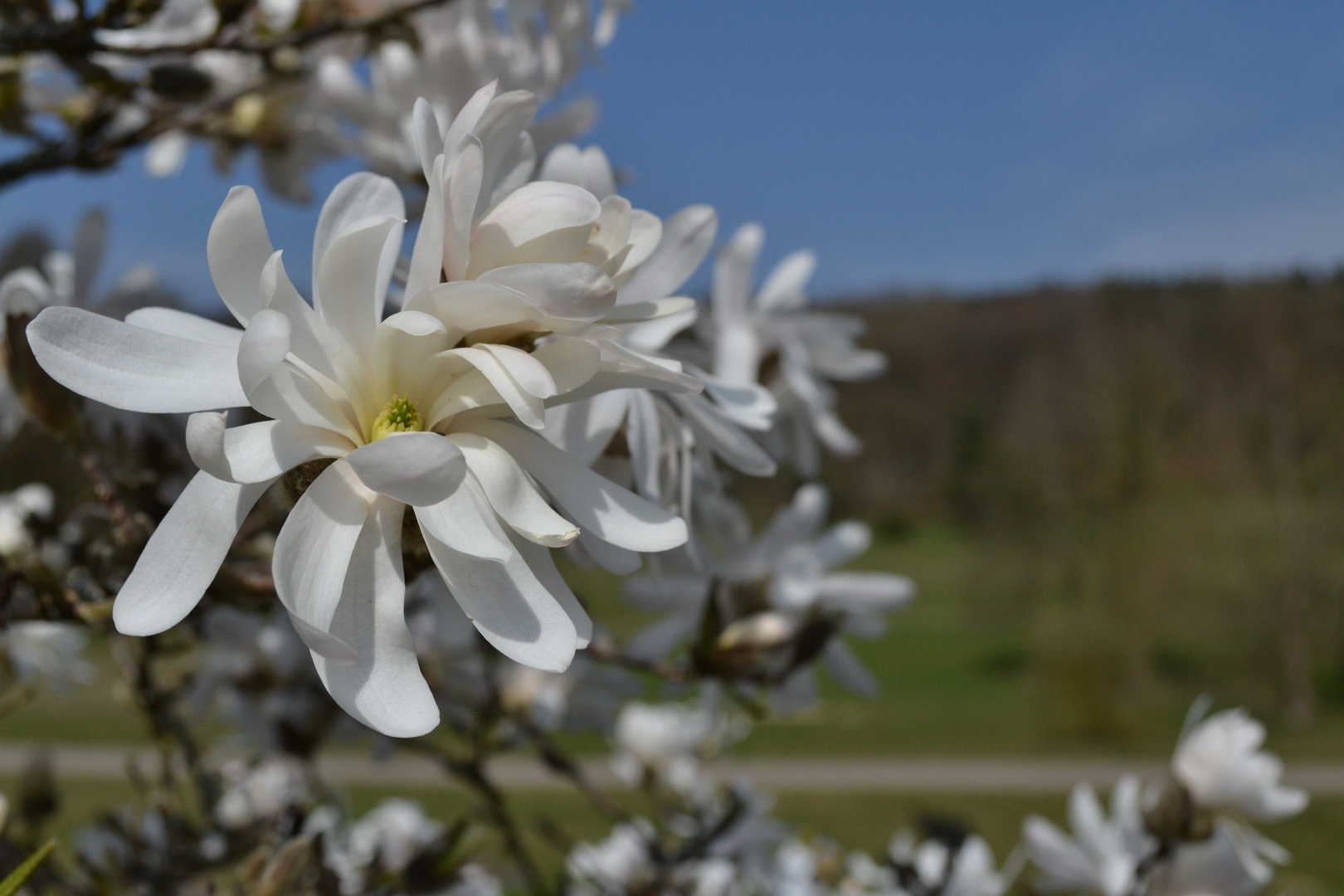 Stern-Magnolie Japan 