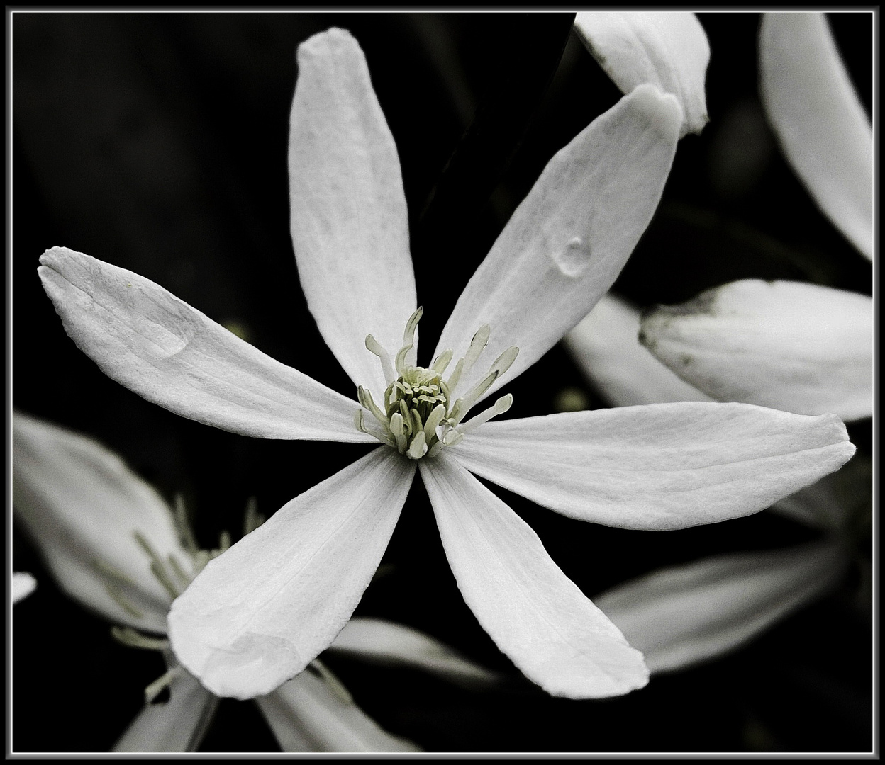 Stern-Magnolie ( Magnolia stellata)