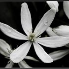 Stern-Magnolie ( Magnolia stellata)