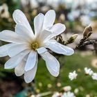 Stern-magnolie.    Magnolia stellata