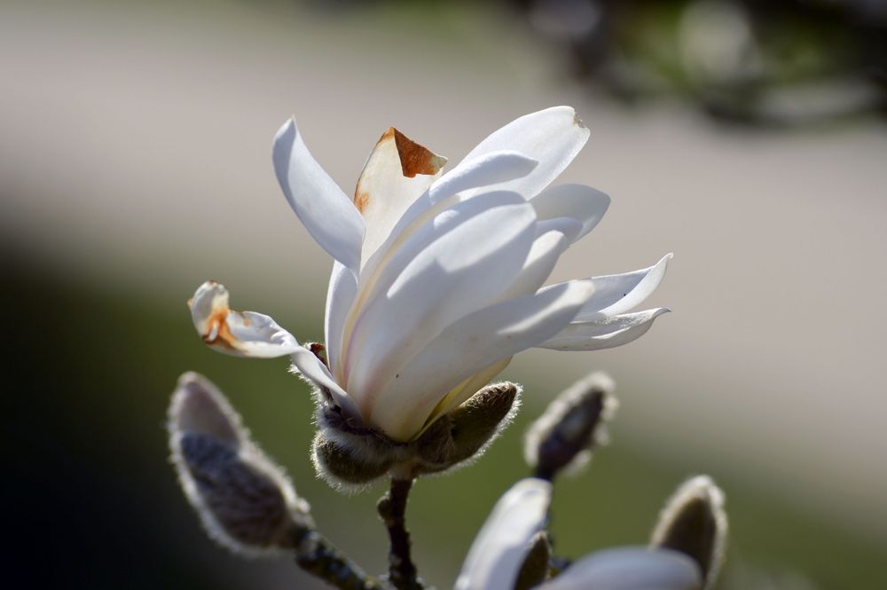 Stern-Magnolie (Magnolia stellata)