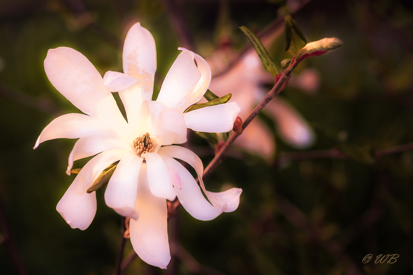 - Stern-Magnolie (Magnolia stellata) -