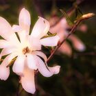 - Stern-Magnolie (Magnolia stellata) -