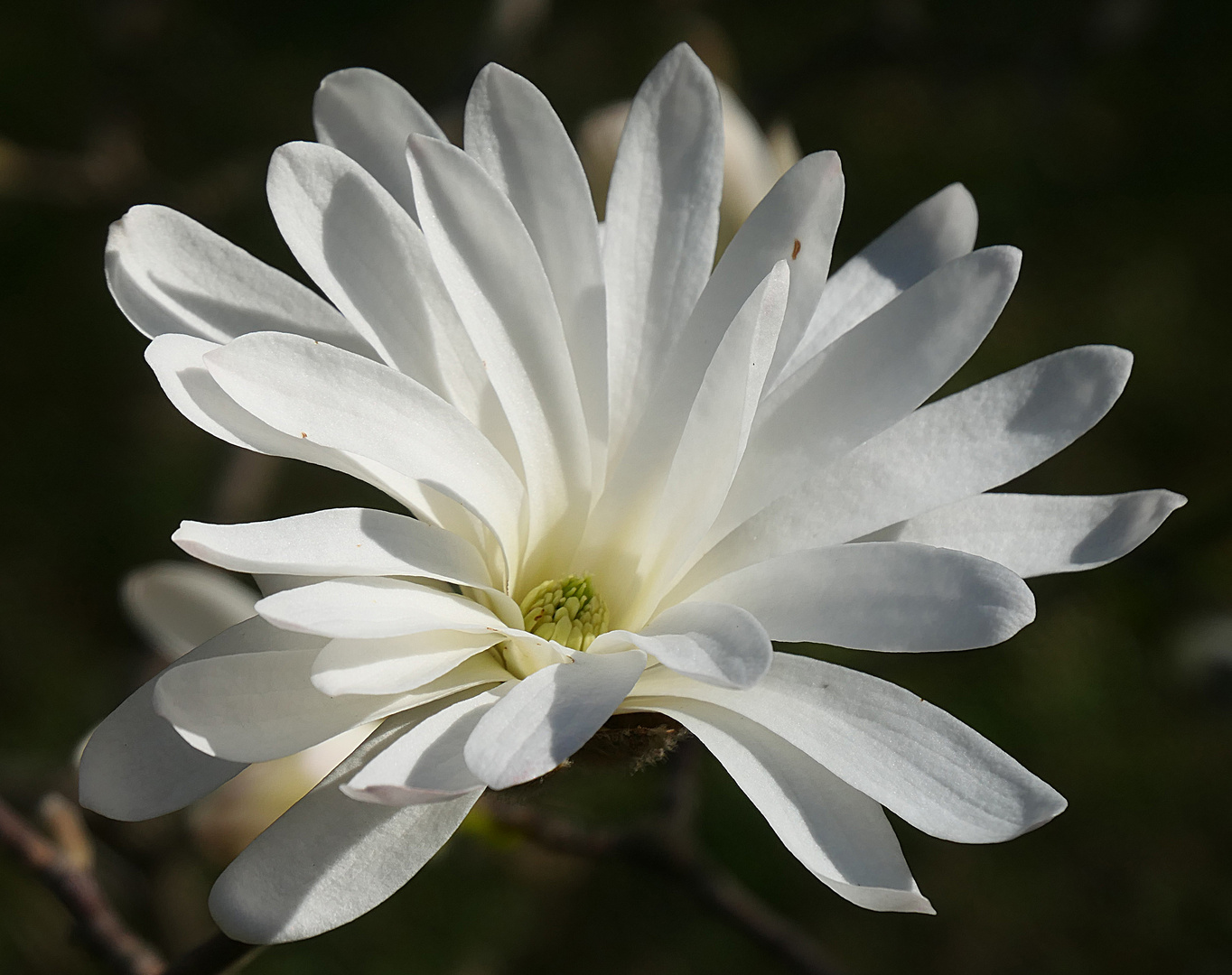 Stern-Magnolie 'Royal Star'