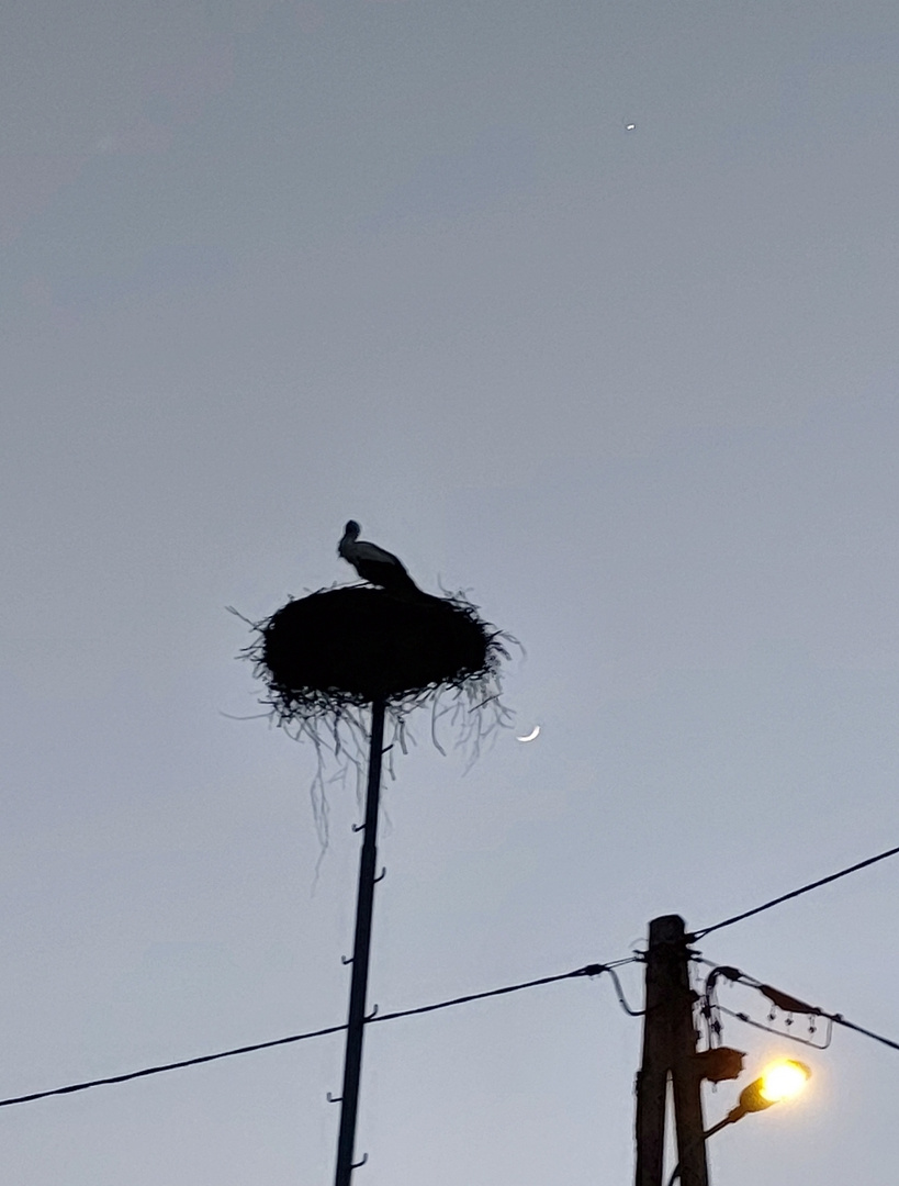 Stern, Mond und Storch 