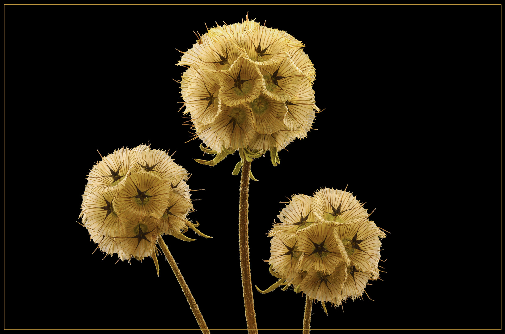 Stern Scabiose