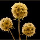 Stern Scabiose