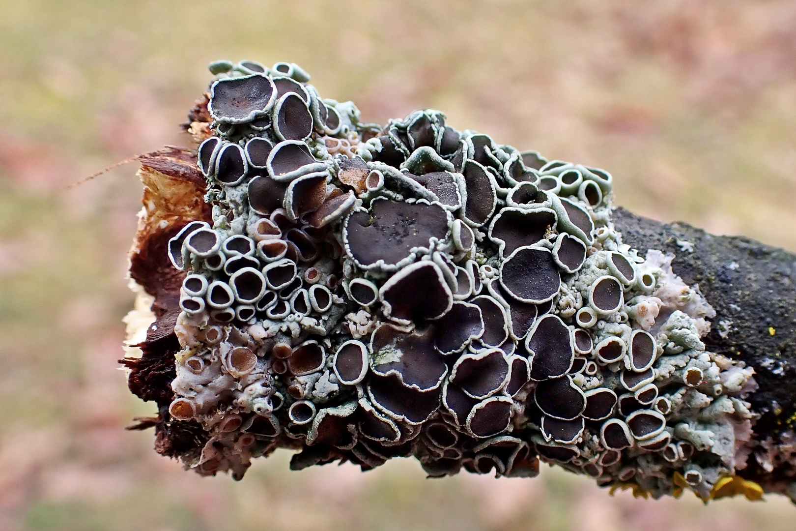 Stern-Schwielenflechte (Physcia stellaris)