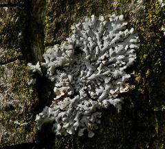 Stern-Schwielenflechte (Physcia stellaris) auf freistehendem Laubbaum