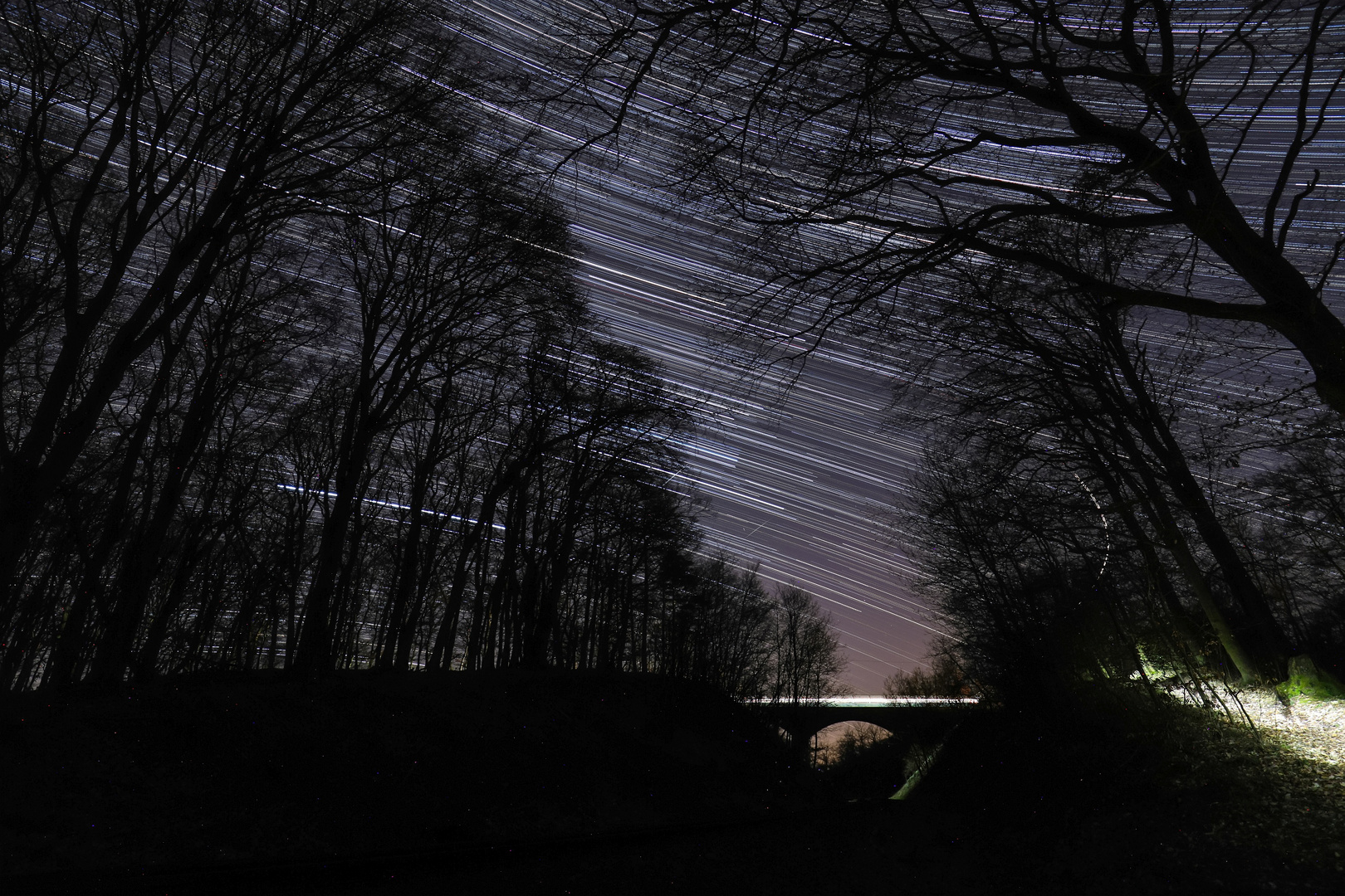 Stern Strichspuren im Wald