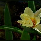 Stern-Tulpe 