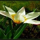 _ Stern Tulpe aus meinem Garten