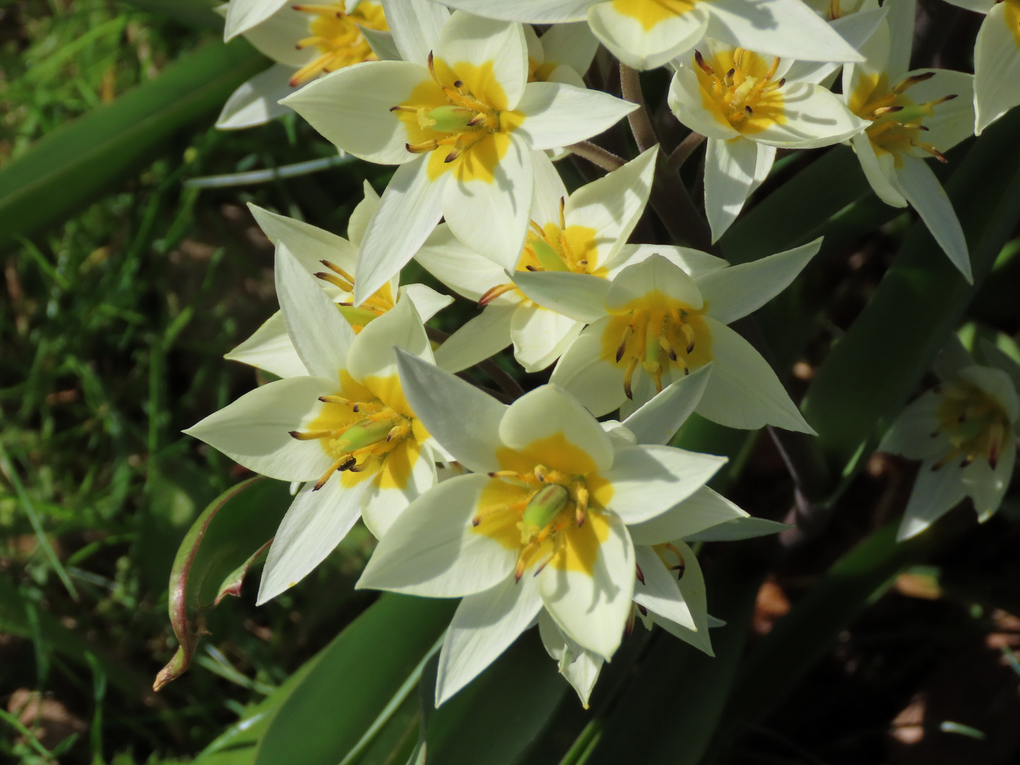 Stern-Tulpen in der Sonne