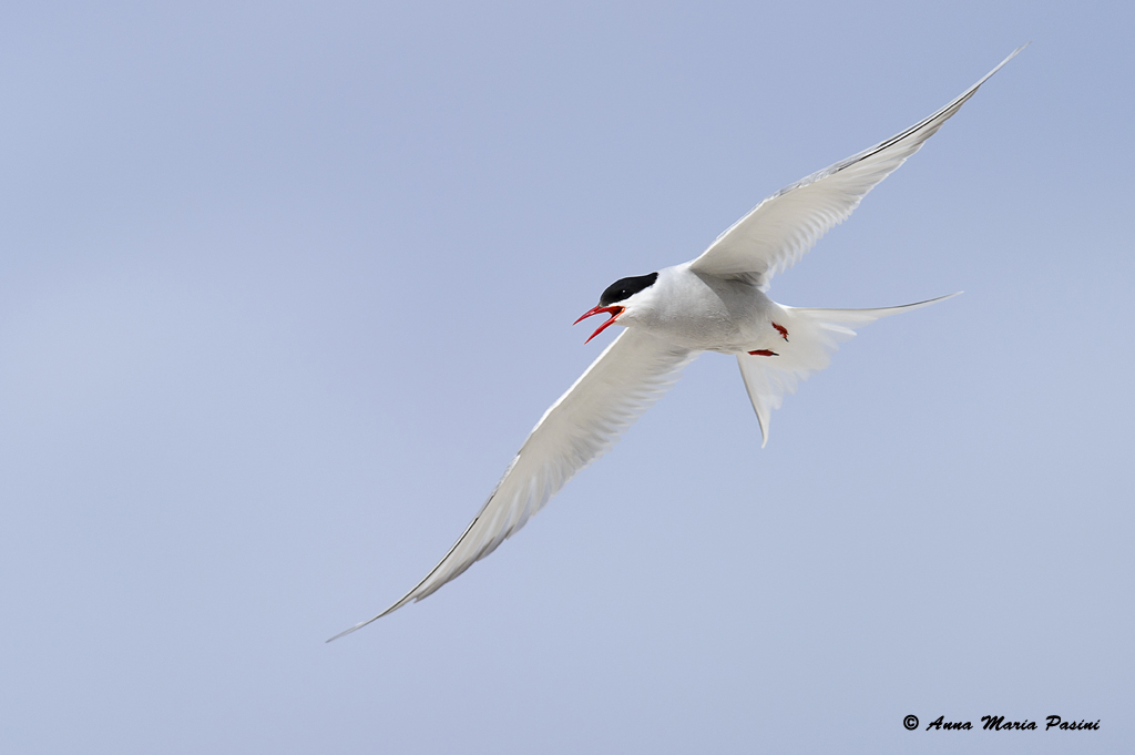 Sterna artica (Islanda)