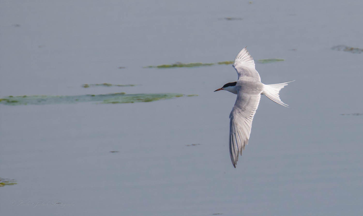 Sterna hirundo