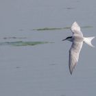 Sterna hirundo