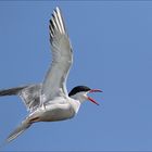 STERNA HIRUNDO