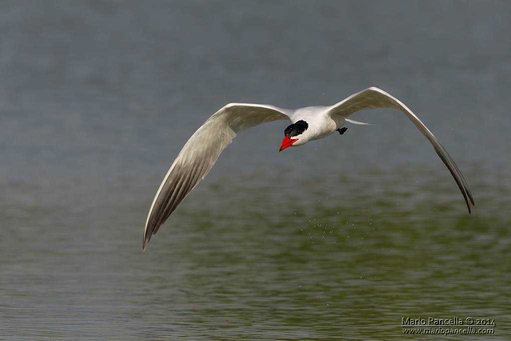 Sterna maggiore (Hydroprogne caspia)