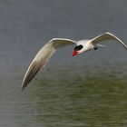 Sterna maggiore (Hydroprogne caspia)