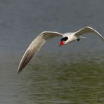 Sterna maggiore (Hydroprogne caspia)