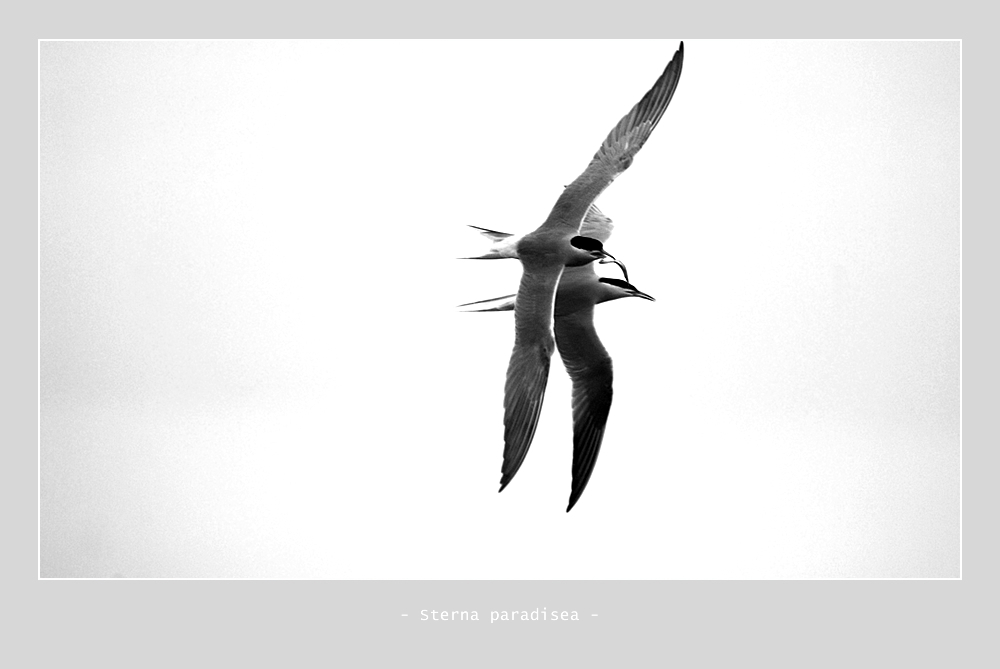 - Sterna paradisea - [bw]