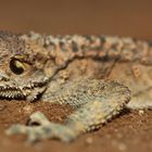 Sternagame (Agama stelio) / Paralimni, Cyprus (gr)